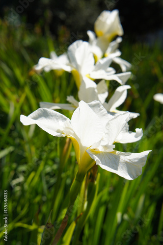Fototapeta Naklejka Na Ścianę i Meble -  White iris flowers in sunlight in green