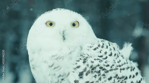 white owl in the winter forest close-up