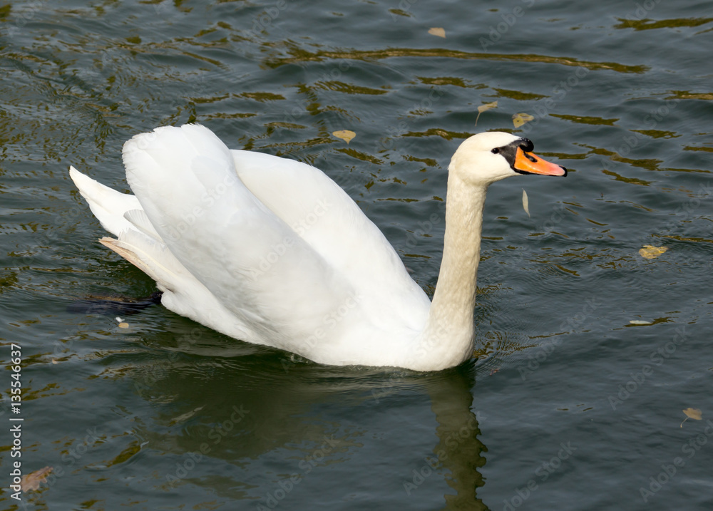 Fototapeta premium White swan on the lake in autumn