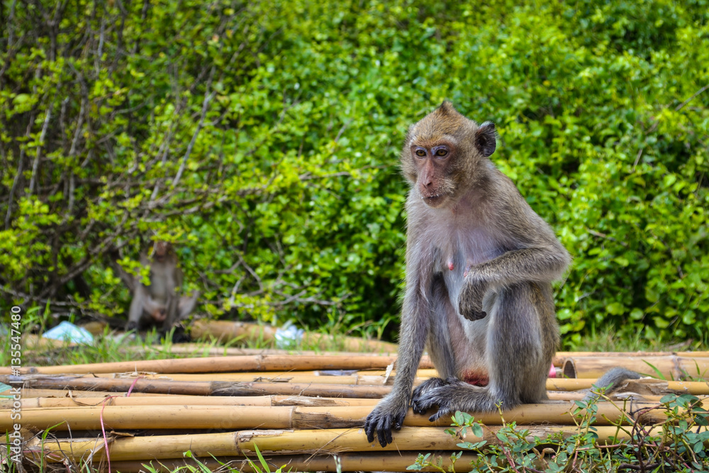 Naklejka premium The wild monkey is sitting on the bamboo