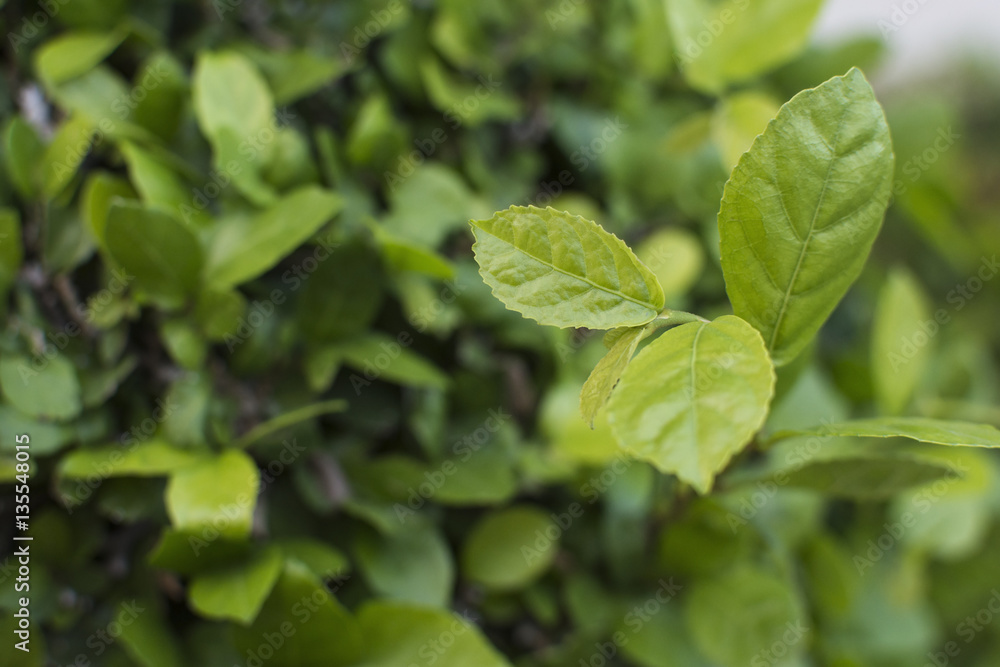 Leaves green close up, Nature for background. Leaves green close up, Nature for background.