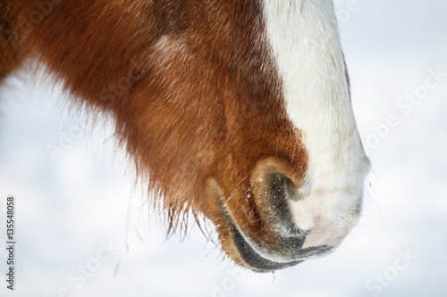 Horses nostrils in winter © gatherina