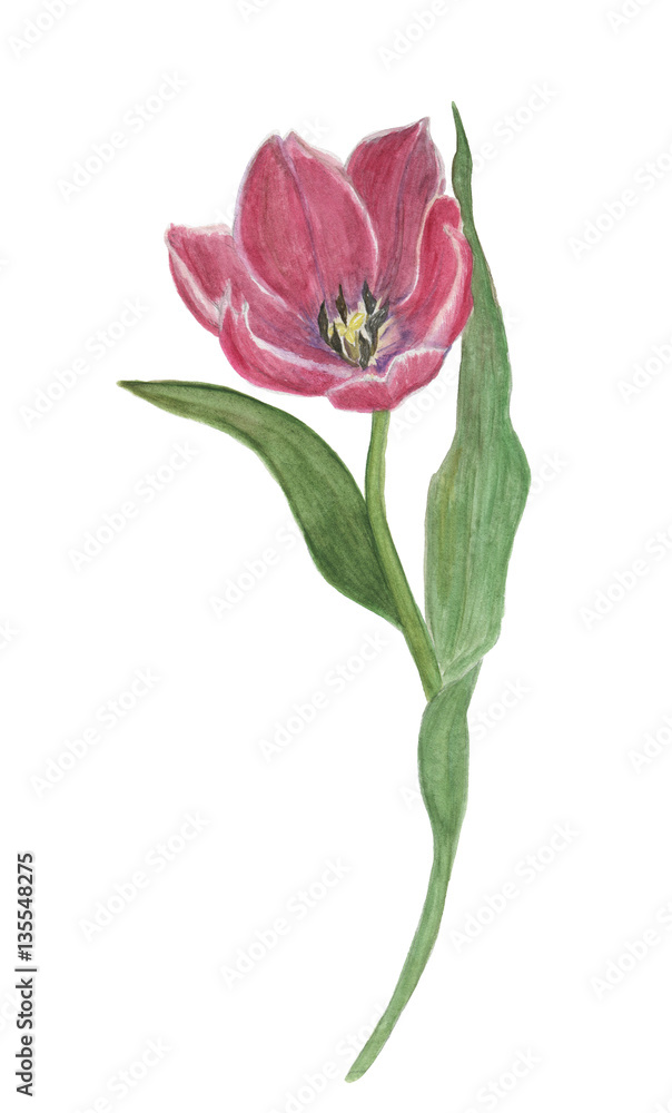 Watercolor painting tulip flower