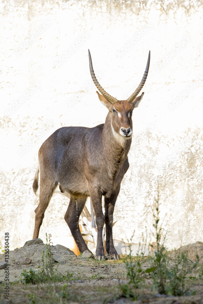 Fototapeta premium Image of an antelope standing staring on nature background. Wild