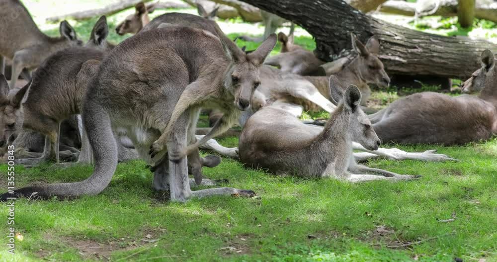 Australian kangaroos with a joey in pouch