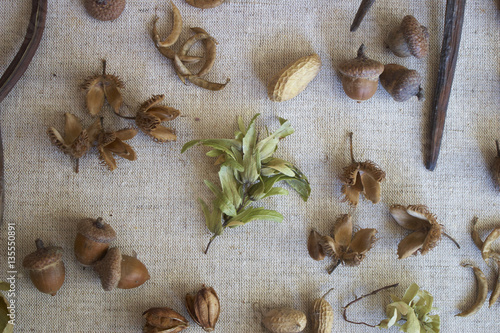 seeds of plants and trees 