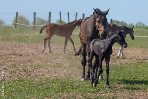 Pferdemutter mit Kind