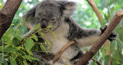 Cute koala bear eating green fresh eucalyptus leaves