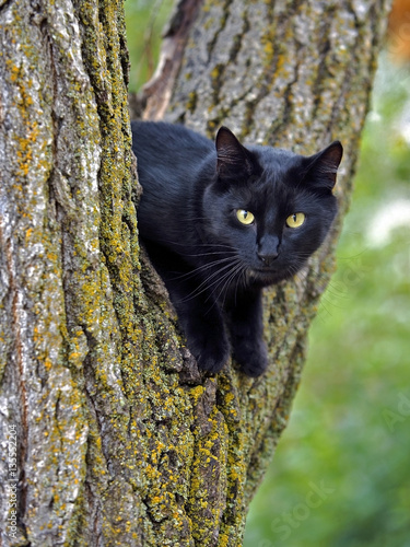Black Cat with yellow eyes sitting in willow tree.