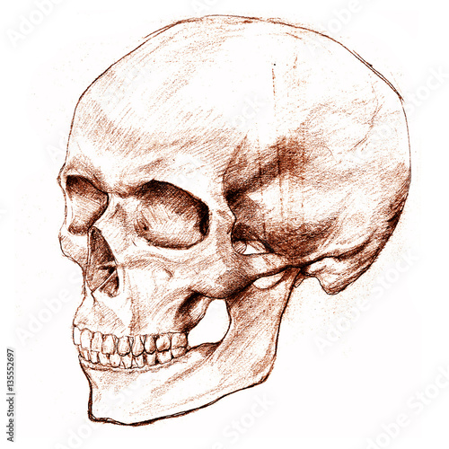Human skull