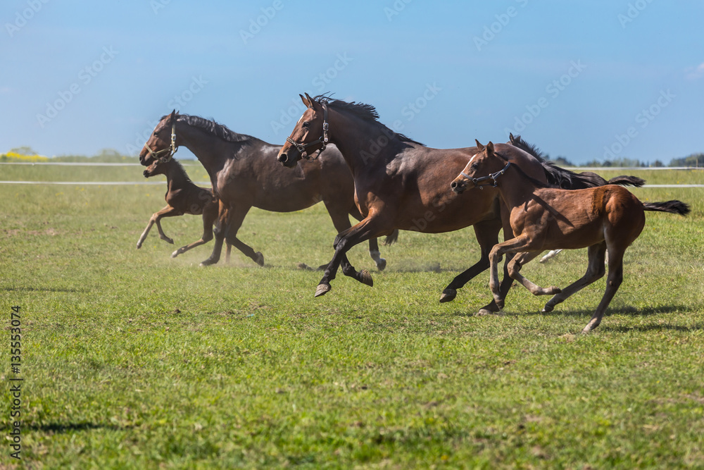 Obraz premium Pferdefamilien