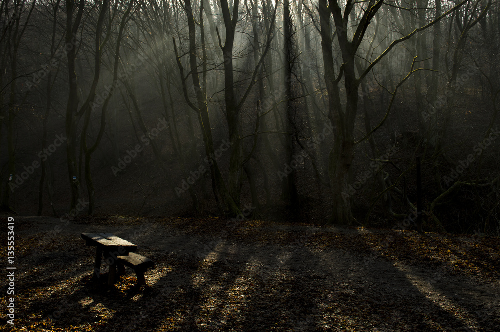 Fototapeta premium foggy forest