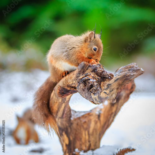 Red squirrels in forest, County of Northumberland, England