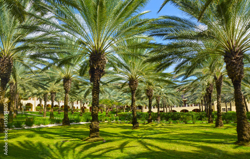 Palm trees park