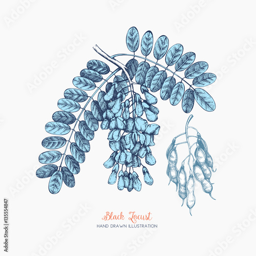 Vintage trees and shrubs in flowers illustration. Valentine's Day or Wedding design template. Vector greeting card with hand drawn black locust sketch. 