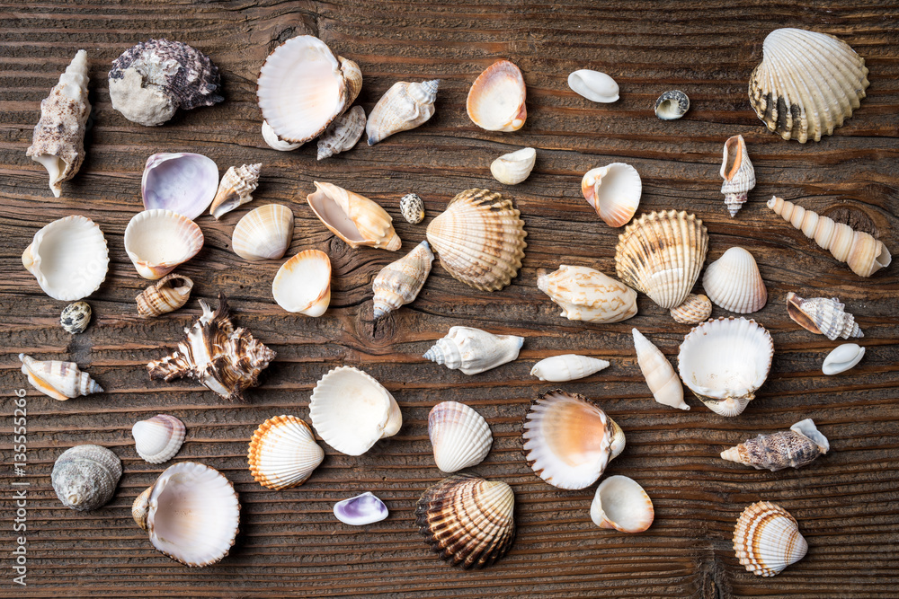 Seashells on wooden background