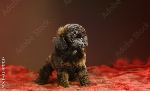 Photography toy poodle wild sable color