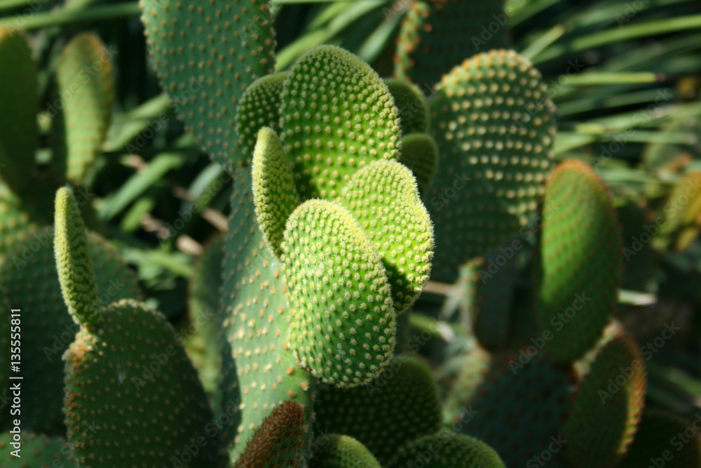 Opuntia cactus (prickly pears) and a ray of sunlight Opuntia cactus (prickly pears) and a ray of sunlight