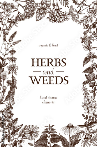 Vector design with hand drawn weeds and herbs. Decorative background with vintage medicinal and aromatic plants sketch. 