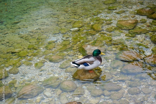 Mallard duck at Konigsee lake