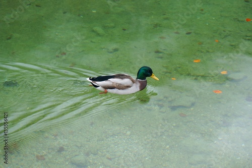 Mallard duck at Konigsee lake