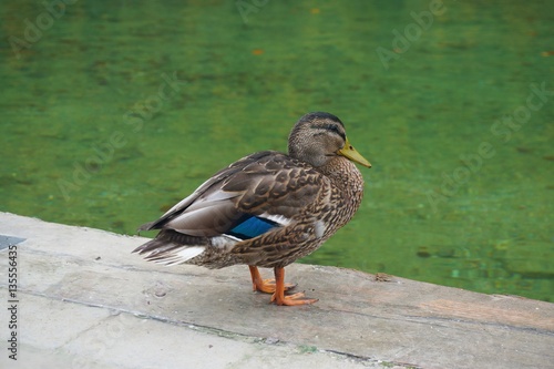 Mallard duck at Konigsee lake