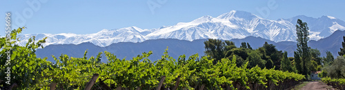 Andes & Vineyard, Lujan de Cuyo, Mendoza photo