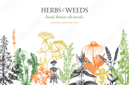 Vector design with hand drawn weeds and herbs. Decorative background with vintage medicinal and aromatic plants sketch.  photo
