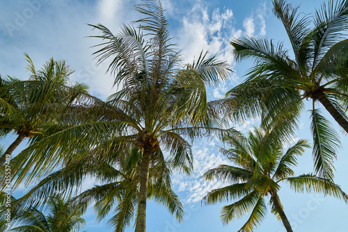 Palm Trees Background © enginakyurt
