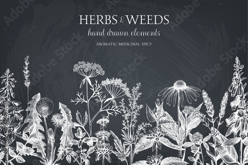 Vector design with hand drawn herbs. Decorative background with vintage medicinal herbs sketch on chalkboard 