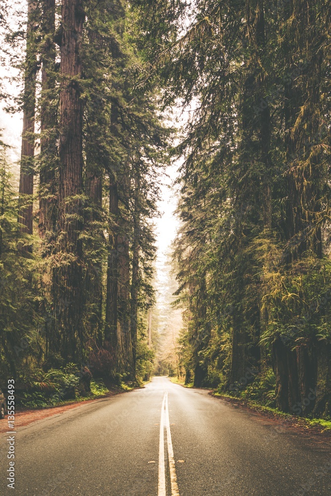 Fototapeta premium Foggy Forest Road Trip