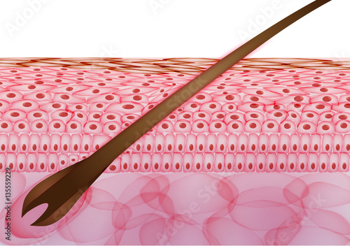 Skin Cells with Hair, Layers - Vector Illustration