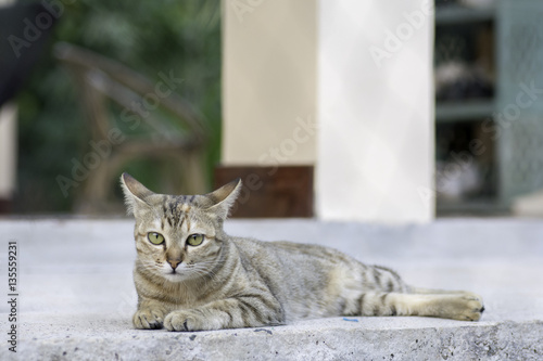 Fototapeta Naklejka Na Ścianę i Meble -  Thailand cat Looking for something