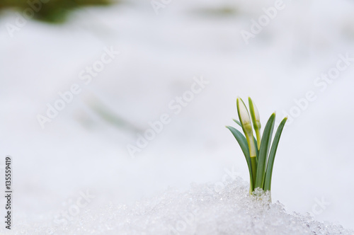 Wallpaper Mural Snowdrop and Snow Torontodigital.ca