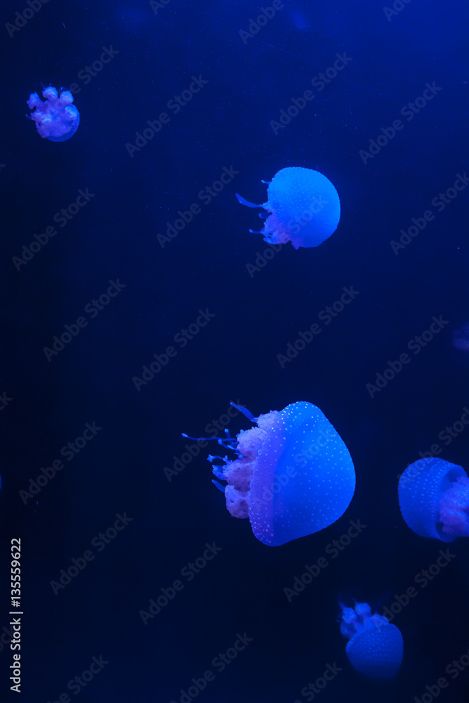Group of White Spotted Jellyfish in Blue Water, Phyllorhiza punctata Group of White Spotted Jellyfish in Blue Water, Phyllorhiza punctata
