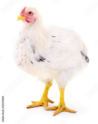 white hen isolated.