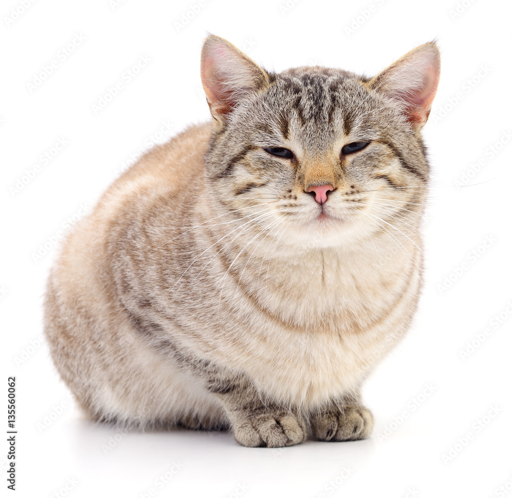 Obraz premium Cat on a white background