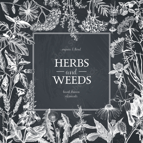 Vector design with hand drawn herbs. Decorative background with vintage medicinal herbs sketch on chalkboard 