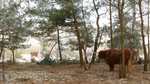 Highland cattle in snowy landscape