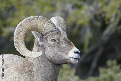 Bighorn Sheep (Ovis canadensis) male, ram, portrait, Yellowstone national park, Wyoming Montana, USA. photo