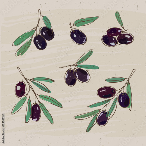 Vector illustration with black olives and olive branches.