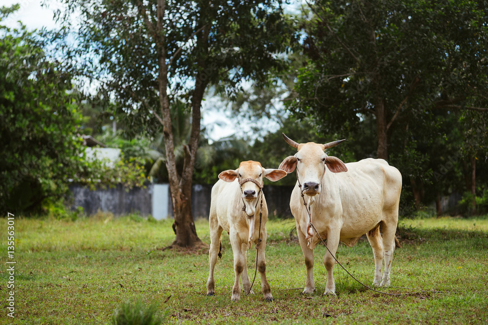 custom made wallpaper toronto digitalWhite cow with calf on a meadow