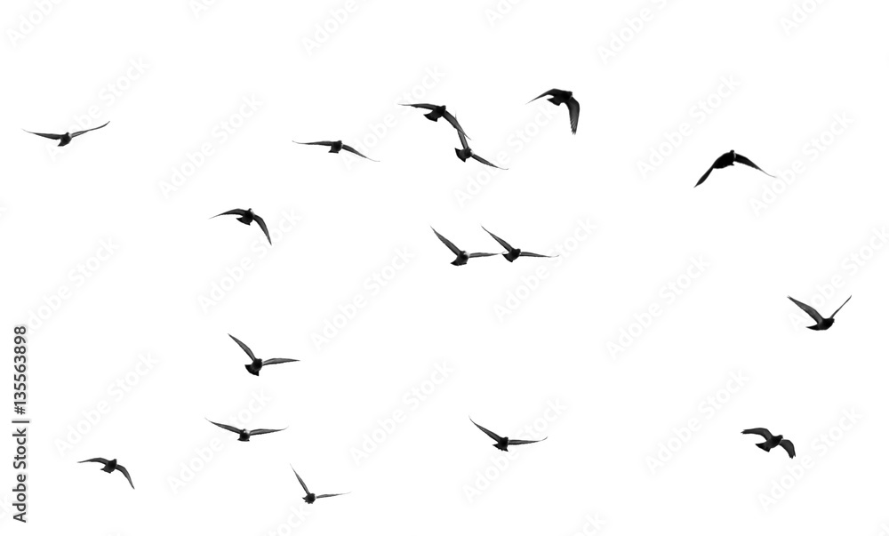 Fototapeta premium stado gołębi na białym tle