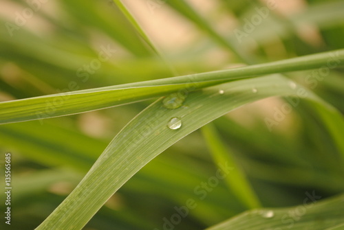 citronella © Antonino