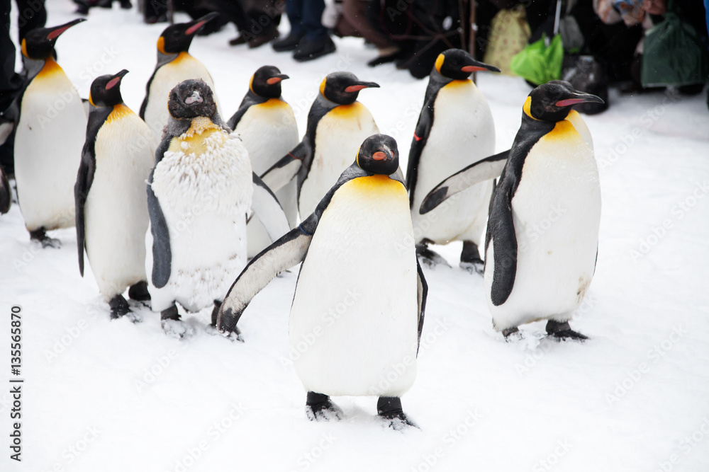Fototapeta premium Penguins