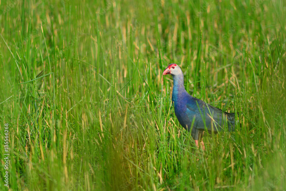 Purple Swamphen (Porphyrio porphyrio) Purple Swamphen (Porphyrio porphyrio)