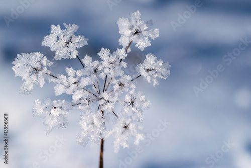 winter frozen background in nature, freezing crystals on grass, macro photography