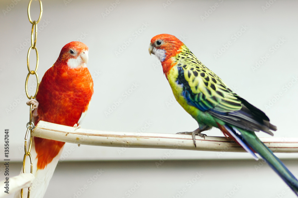 Fototapeta premium Pair of parrots sitting on a perch.