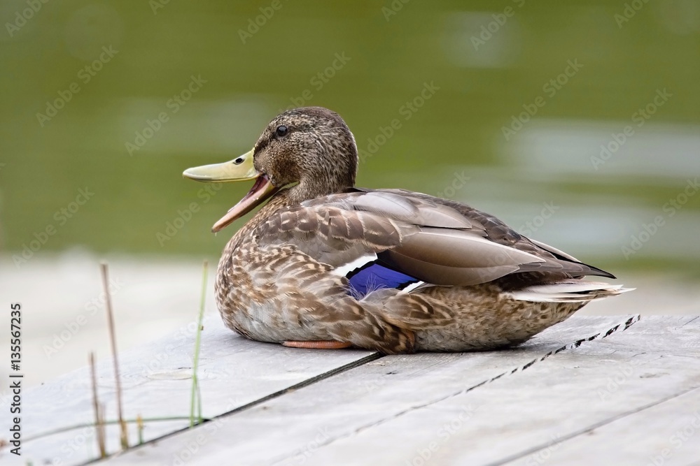 Fototapeta premium Europe, country Slovakia. Beautiful Wild duck stands on the bank of the river.