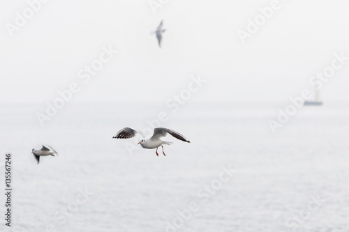 Seagulls soaring over the sea